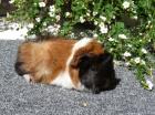 Meerschweinchen suchen neues zuhause