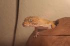 2 bildhübsche Leopardgeckoweibchen auch einzeln abzugeben