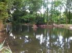 Suchen Karpfen zur Bestückung von Parkteich