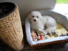 Hundemädchen zum Decken gesucht / Deckrüde- Bologneser -Coton- Mischling möchte