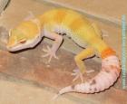 PLZ 664625 Leopardgeckos NZ 2022 und adulte Tiere abzugeben