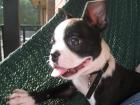 Wunderschöner Boston Terrier Rüde mit FCI-Papieren