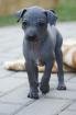 American Hairless Terrier puppies - we have 2 solid blue boys available - SHOW /