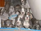Wunderschöne Reinrassige blue-line stafford pit-bull Welpen