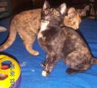 3 allerliebste schmusige Katzenmädchen suchen neues Schmusepersonal