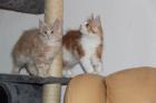 5 süße Maine Coon Kätzchen zu verkaufen