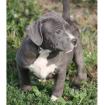 Reinrassige wunderschöne American Pit Bull Terrier Welpen für Sie
