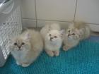 Maxi Josy und Mona 12 Wochen - Ragdoll