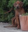 Rhodesian Ridgeback Welpen aus TOP Verpaarung