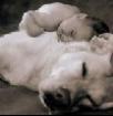 Platz Vor Preis Suche ein Amstaff Pittbul Bullterier. Dogo Argentino Cane Corso w