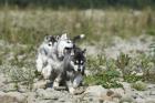 Siberian Husky welpen in liebe Hände abzugeben