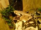 BOA C-Constrictor zum verkauf
