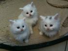 Main Coon Babys Katzenkinder Kitten