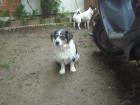 Vivi geb. ca. November 2022 lebt noch in Serres