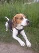 Biete sehr hübschen Beagle-Rüden zum DECKEN an