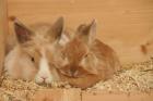 2 Zwerge suchen ein neues Zuhause