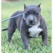 Reinrassige wunderschöne american pit bull terrier welpen für sie