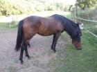 Quarter Horse Jährlingsstute bay