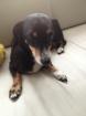 Pinscher Dame