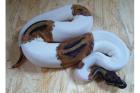 Verkaufe Königspython Piebald Albino