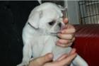 Mops beige farbe 2x rüde und 1x hündinen mit papiere FCI