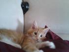 Maine coon kobolde