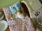 Einsehr ruhiger 2 monate junger kater sucht liebevolles zu hause