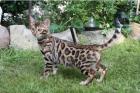Wohnzimmerleoparden Bengalkitten Bengalen