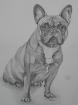 Zauberhafte detailgetreue Hundeportraits. die man sich leisten kann