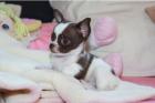 Zauberhafte Chihuahua Schoko Fleckenzwerge suchen ein zu Hause