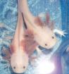 Axolotl Nachzucht 04/2012 chytridfrei
