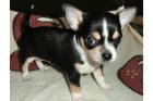 Wunderschöne chihuahua Welpen mit Papieren VDH/FCI