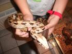 Boa Constrictor Weibchen mit 120x60x120 Glasterrarium