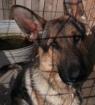 Deutscher Schäferhund sucht neues Zuhause