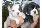 Top Französische Bulldoggen Welpen in reverse-brindle und brindle freiatmend un
