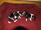Wunderschöne Jack Russell Welpen