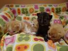 Zuckersüße Babys mit Löckchen Selkirk Rex