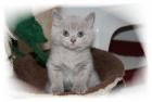 Süßes reinrassiges BKH Kitten mit Stammbaum