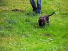 Braune Flat coated Retriever Welpen