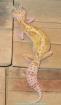 Leopardgecko Nachzuchten 2022 abzugeben