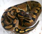 Python regius ENZ 2022