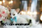 Chihuahua Welpen beige geimpft gechipt