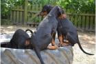 Reinrassige Dobermannwelpen mit VDH-Papieren