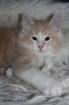 Norwegische Waldkatze sucht neues Zuhause