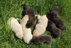Labrador- Welpen schwarz Chocolate braun und blonde kinderlieb zutraulich