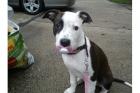 Pit Bull Blue Line Welpe 18Wochen alt weiblich