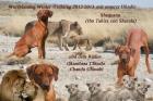 Mahbuba Rhodesian Ridgeback A-Wurfplanung Winter/Frühling 2022/2013