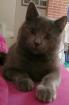 Silbergrauer Kater Moorchen seit 02. 12. 2022 in Marlow vermisst