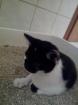 Suche eine/n junge Katze/r