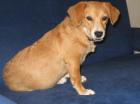 Julia Retriever-Dackel-Mischlingshündin hunde- und katzenverträglich kinderli